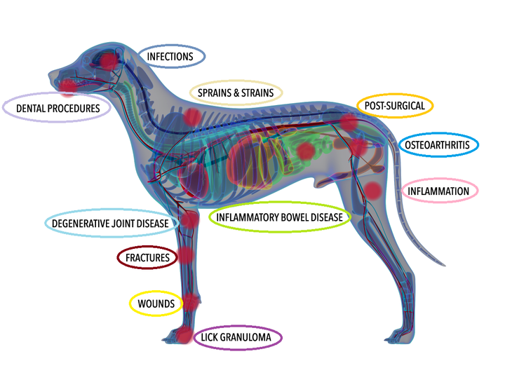 Laser Therapy for Dogs